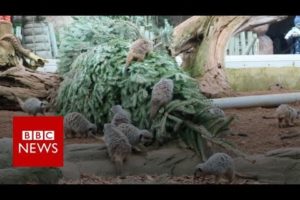 Animal magic in recycled Christmas trees - BBC News