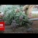 Animal magic in recycled Christmas trees - BBC News