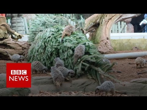 Animal magic in recycled Christmas trees - BBC News