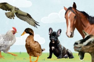 Animals Playing in the Sun: barking dog, chicken, doja cat Farm Animals | Animal Sounds #part12