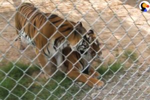 Animals Rescued From Roadside Zoo