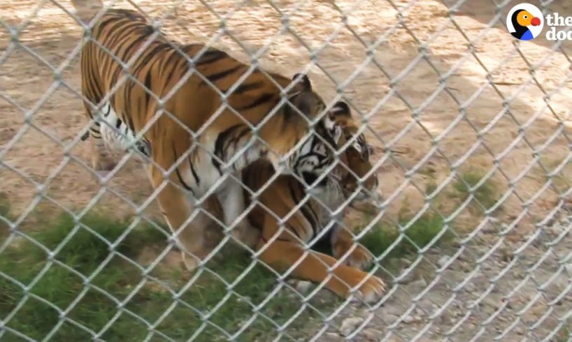 Animals Rescued From Roadside Zoo