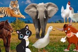 Animals beloved by man: cow, cat, raccoon, rabbit, dog, horse, elephant, hippo - animal sounds