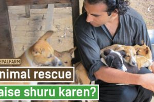 Animals ki help karna kaise start kare | Animal rescue start kaise kare | Animal welfare