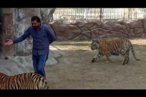 Animals|tiger and lion|playing with a man|cute little animals video.