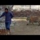 Animals|tiger and lion|playing with a man|cute little animals video.