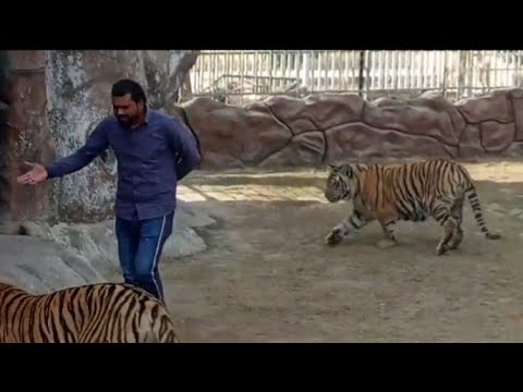 Animals|tiger and lion|playing with a man|cute little animals video.