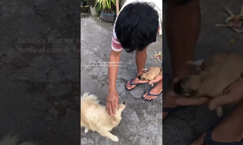 Are these the cutest puppies ever?