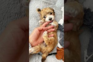 Awww! Cutest puppy belly!!!😄 #shorts #dogs #dogshorts #cockapoo #maltipoo
