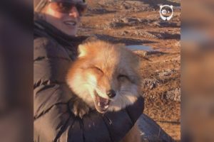 Ayla The Fox was rescued from a fur farm