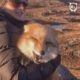 Ayla The Fox was rescued from a fur farm