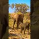 BABY ELEPHANTE CHASING BABOON/WILD ANIMALS ATTACKS #shorts #animals #viral