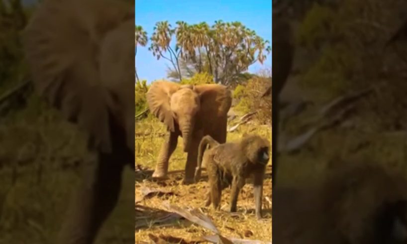 BABY ELEPHANTE CHASING BABOON/WILD ANIMALS ATTACKS #shorts #animals #viral