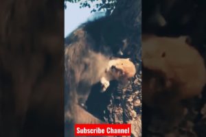 Baboon kidnapped Lion 🦁🦁 cub #animals #youtube #shorts #viral #shortsfeed