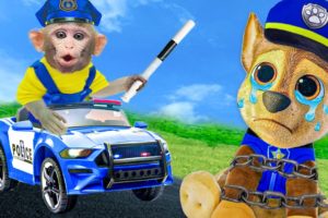 Baby Monkey KiKi rides on Police car to rescue Paw Patrol | KUDO ANIMAL KIKI