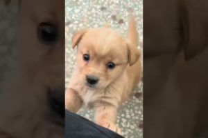 Baby dog#cute puppy barking#4kviral#shorts