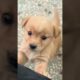 Baby dog#cute puppy barking#4kviral#shorts