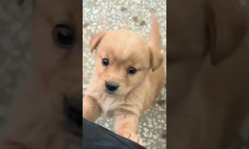 Baby dog#cute puppy barking#4kviral#shorts