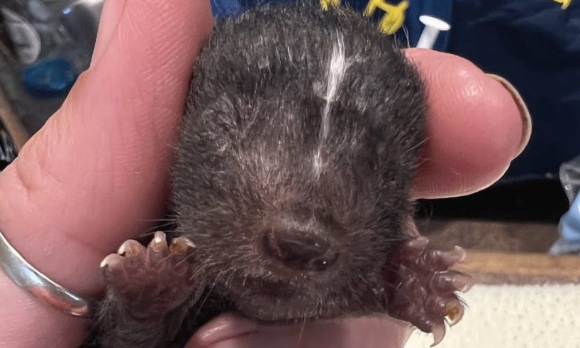 Baby skunk was found without mom. This woman adopted him.