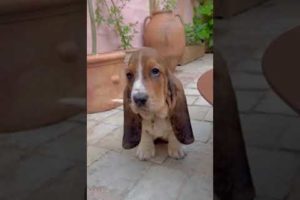 Basset hounds make the cutest puppies! TikTok: @happyenchantedhome