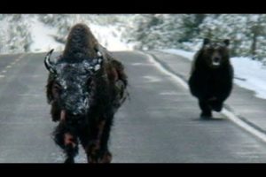Bear vs Bull fight for survival | Bear hunting Buffalo (2022)