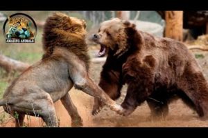 Bear vs Lion, Who is Stronger? Animal Fights Caught on Camera