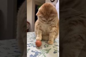 Best Funny Cute Cats Viral Clips😹|| #funny Pet Animals #shorts Video😂|| #trending #animals #reels
