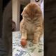 Best Funny Cute Cats Viral Clips😹|| #funny Pet Animals #shorts Video😂|| #trending #animals #reels