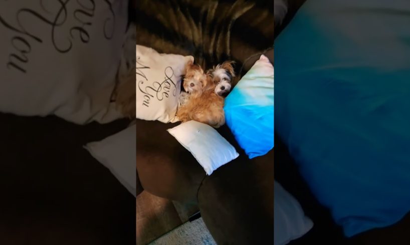 Best friends, cutest puppies ever #shorts #puppy