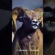 Biggest Deer 🦌 Deer 🦌 Animal Video 😍 Strongest Animal 💪 Animal Attack 🦁 Animal Fights 👊 Cute Animal