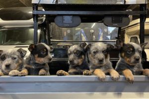 Blue Heeler Puppies Cutest Puppies Ever Cattle Dog Crew #australiancattledog #puppylove #blueheeler