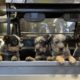 Blue Heeler Puppies Cutest Puppies Ever Cattle Dog Crew #australiancattledog #puppylove #blueheeler
