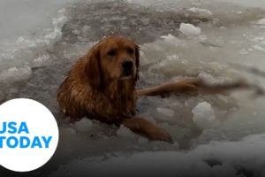 Brave family rushes to rescue a pup from a frozen lake | USA TODAY