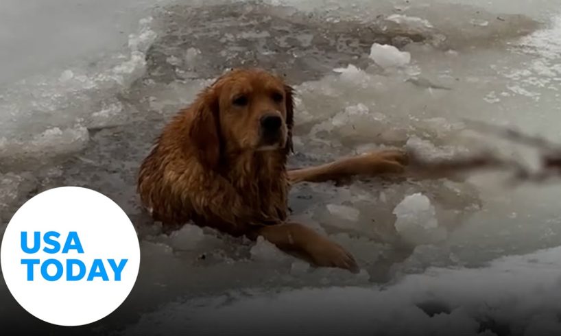 Brave family rushes to rescue a pup from a frozen lake | USA TODAY