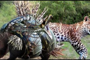 Brutal Battle Of Wild Animals || Explore The Animal Planet 2023