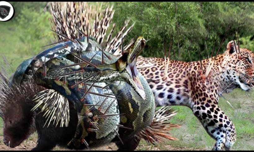 Brutal Battle Of Wild Animals || Explore The Animal Planet 2023