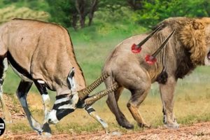 Brutal Moments Of Lions Fight Big Antelope, Lion Has Its Body Torn Apart By Its Horns | wild Animals