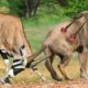 Brutal Moments Of Lions Fight Big Antelope, Lion Has Its Body Torn Apart By Its Horns | wild Animals