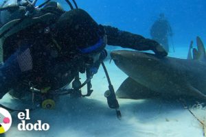 Buzo se hace amigo de un tiburón que sabe exactamente lo que quiere | Corazones Salvajes | El Dodo