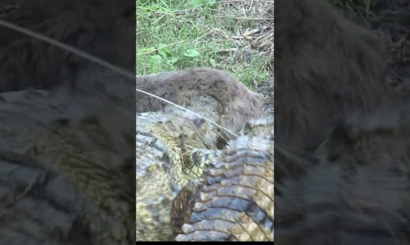 CRAZY VIDEO Of CROCODILES Fighting Over Food #shorts #animals