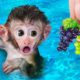 🔴 CUTE BABY MONKEY VIDEO CARTOON PLAYS WITH CAT, DUCKLING 🔴
