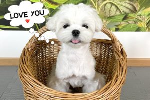 CUTEST PUPPY ON THE INTERNET 🐶( GIVEAWAY SPECIAL )