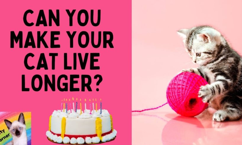 Can You Make Your Cat Live Longer? #shorts (Kitty Corner Channel, Cat Facts)