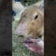 Capybara shows off his gold chain #shorts #animals #comedy