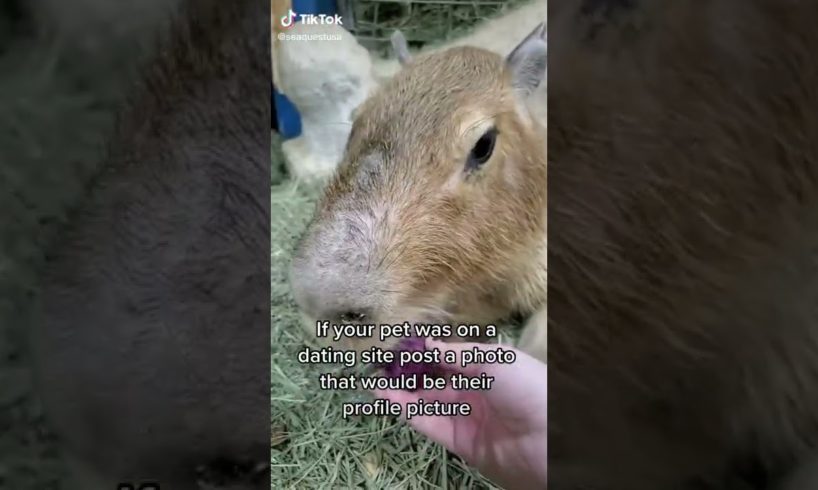Capybara shows off his gold chain #shorts #animals #comedy