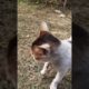Cat  Having Fun | Cat Playing | Cat Funny Video | #animal #pets #cats #cat