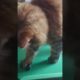 Cat is playing billiard. Кошка играет в бильярд. #shorts #funny #cat #animals