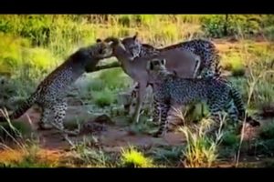 Cheetah hunts Impala | #animal #fights