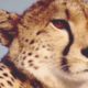 Cheetah vs Impala, Lion, Discovery Wild Animal Fights-True Battle Of Wild Dogs And Lions