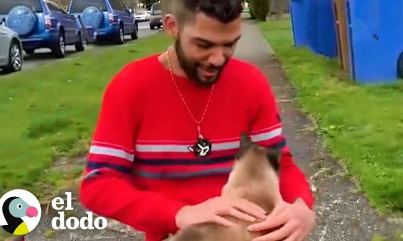 Chico conoció a 150 gatos solo caminando por su vecindario | Cat Crazy | El Dodo
